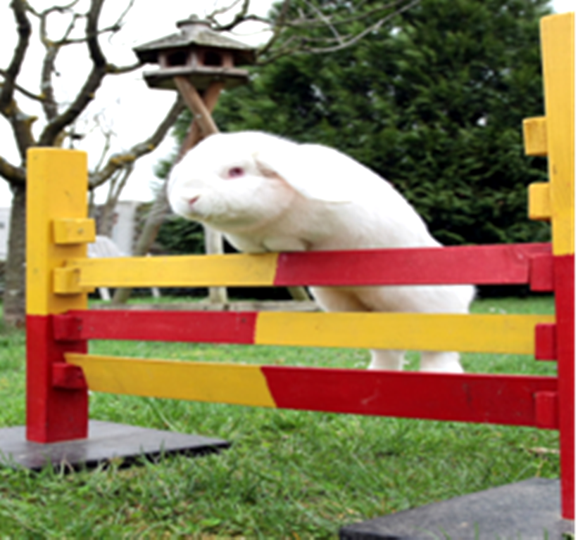 Kanin-Hop---Bild